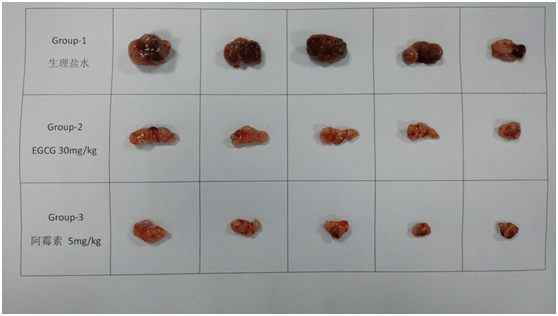 实验|小学生研究癌症，究竟坏在哪里