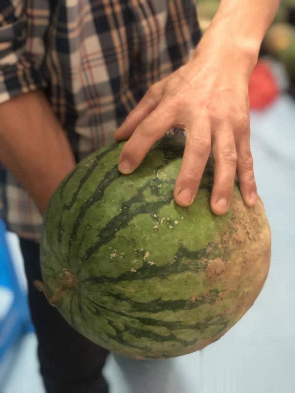 西瓜|汛情影响销路，南京中学老师帮助学校社工销售六千斤西瓜