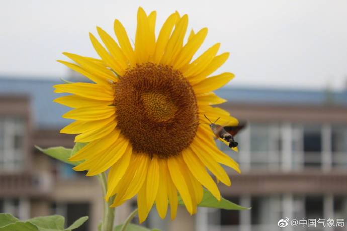 昆虫|昆虫世界里的“四不像”