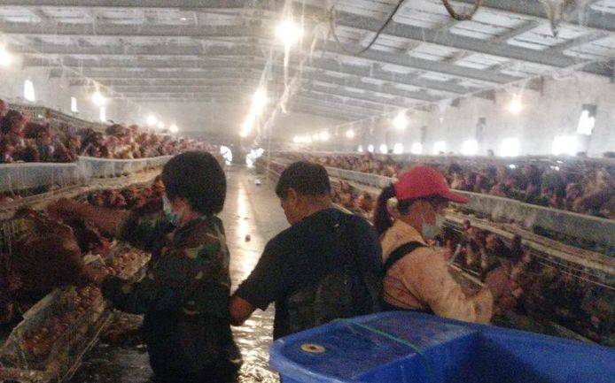 员工|安徽无为乡镇养殖场鸡鸭被洪水围困 员工水里忙“捉鸡”