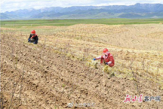玛曲|图说玛曲治沙故事