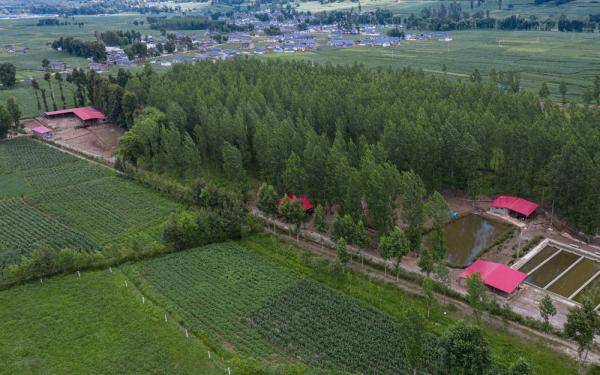 种养殖|高原彝乡：“飞鸡”孵出“致富蛋”