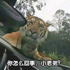 老虎|现场画面曝光！的哥开车突遇东北虎，默默对视20分钟…