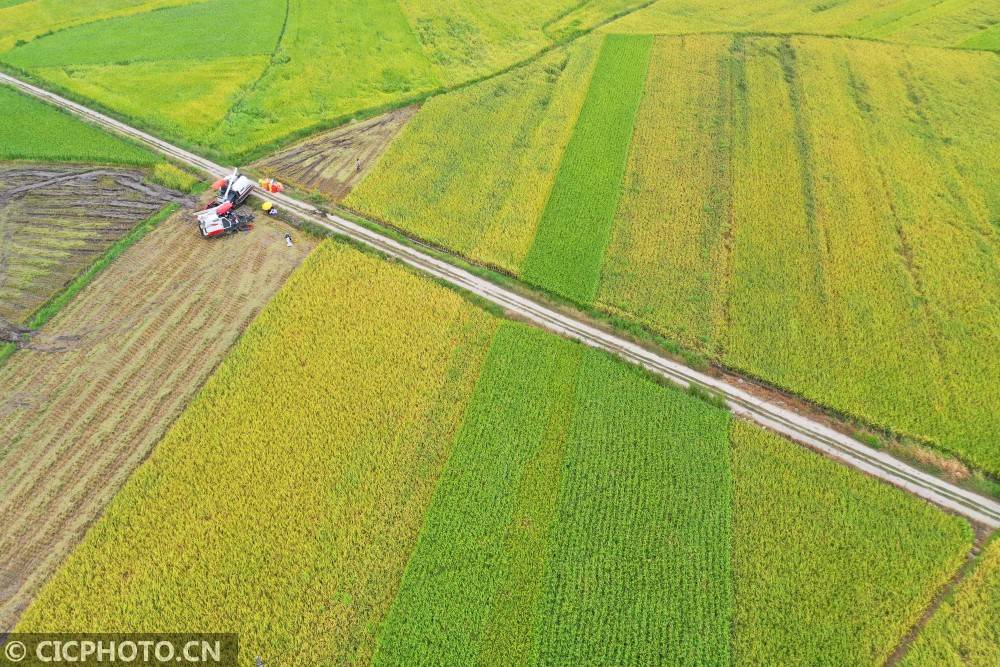 道县|湖南道县：田间“双抢”忙