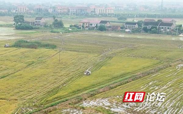 农机|水稻田里农机忙 网友：是不一样的“双抢”景象
