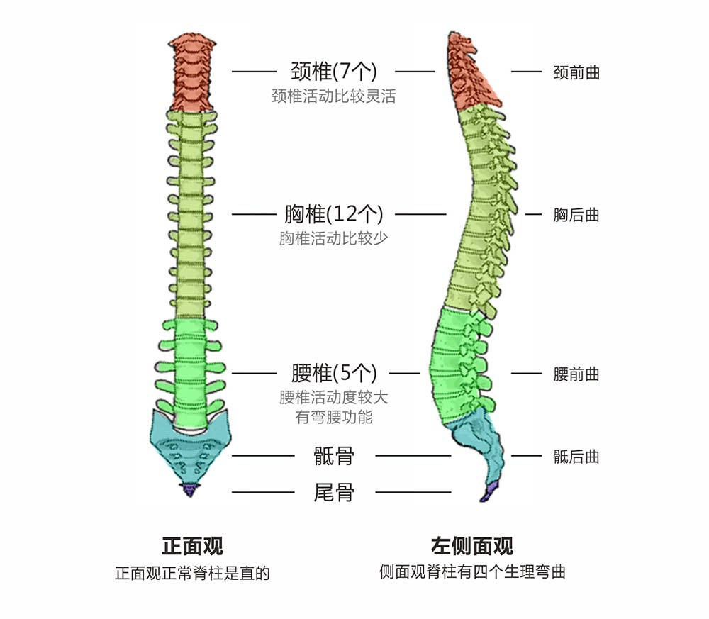 正面观察时,正常的脊柱是直的;侧面观察时,脊柱有四个生理弯曲.