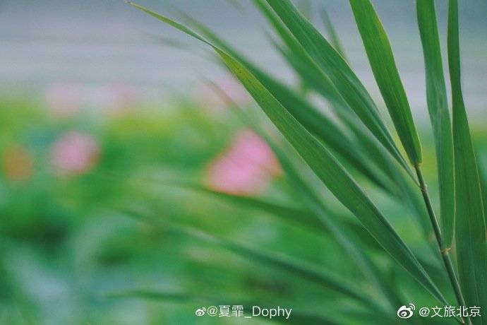 _Dophy|在颐和园品夏花盛放