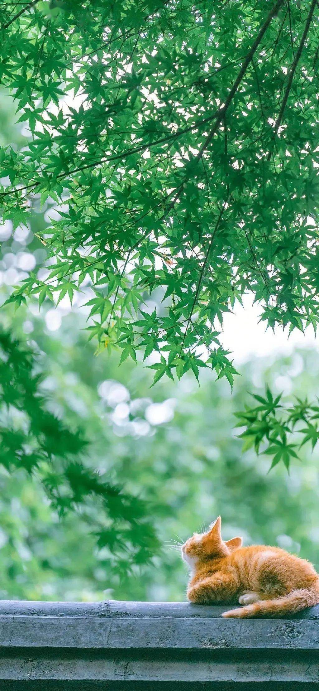 今日高清壁纸|无聊的一天又过去了