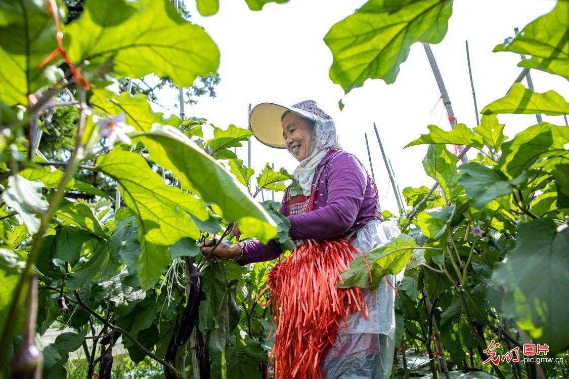 怀化|湖南怀化：家门口乐就业