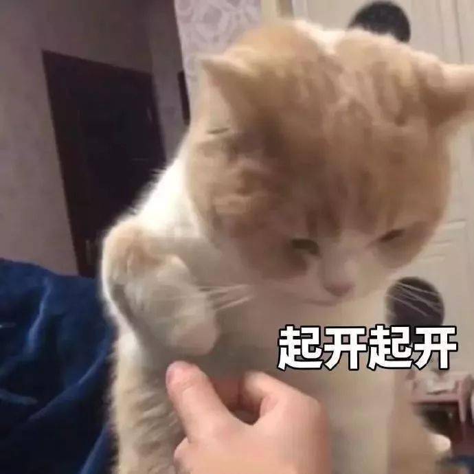 猫猫表情包第20期丨"我是一个保安,只吃小熊饼干"