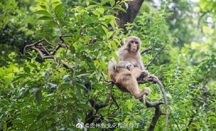 黔灵山公园猕猴惹人爱