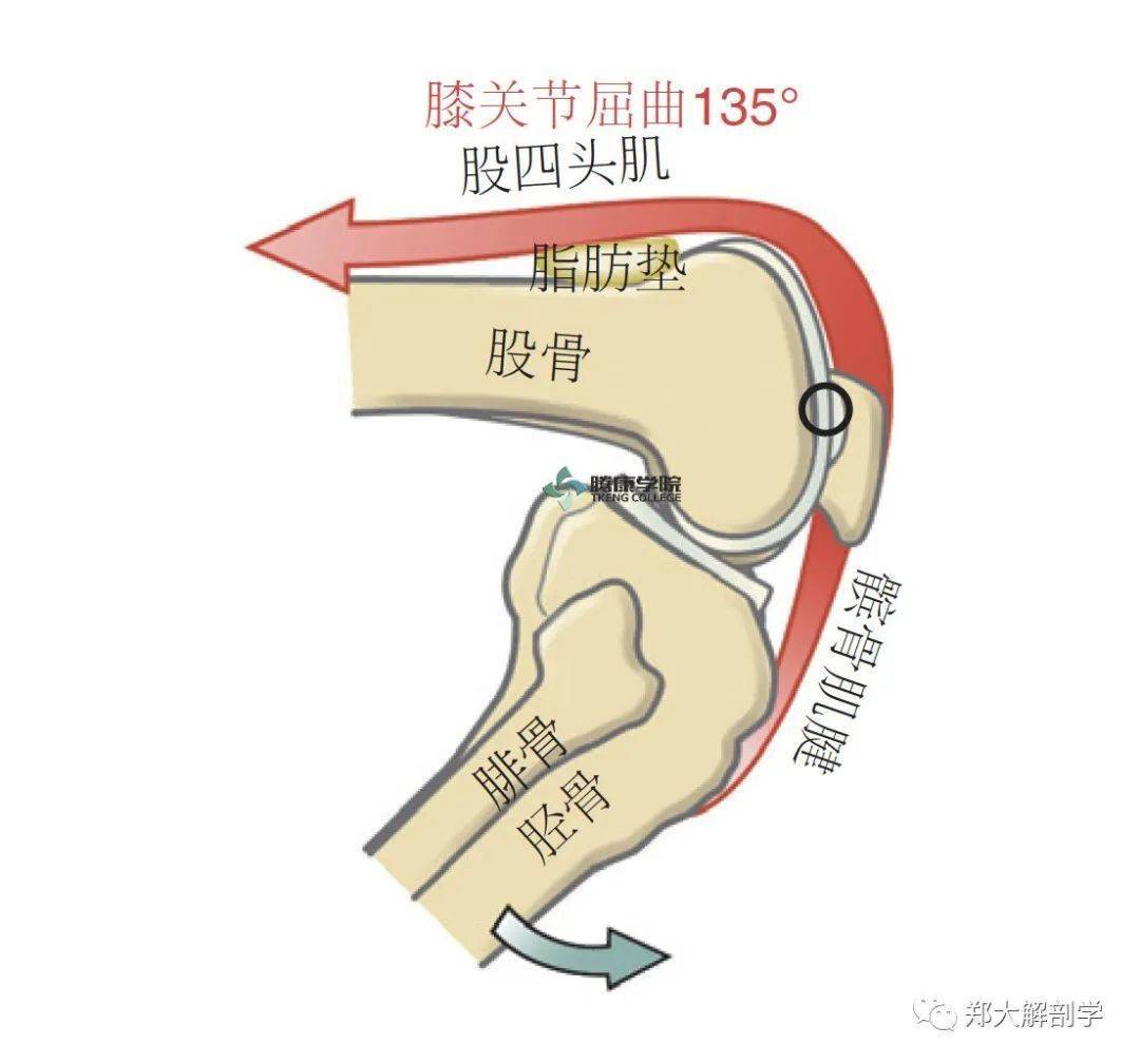 在这个膝关节接近完全屈曲姿势下,髌骨位于髁间沟下方,并连接股骨的髁