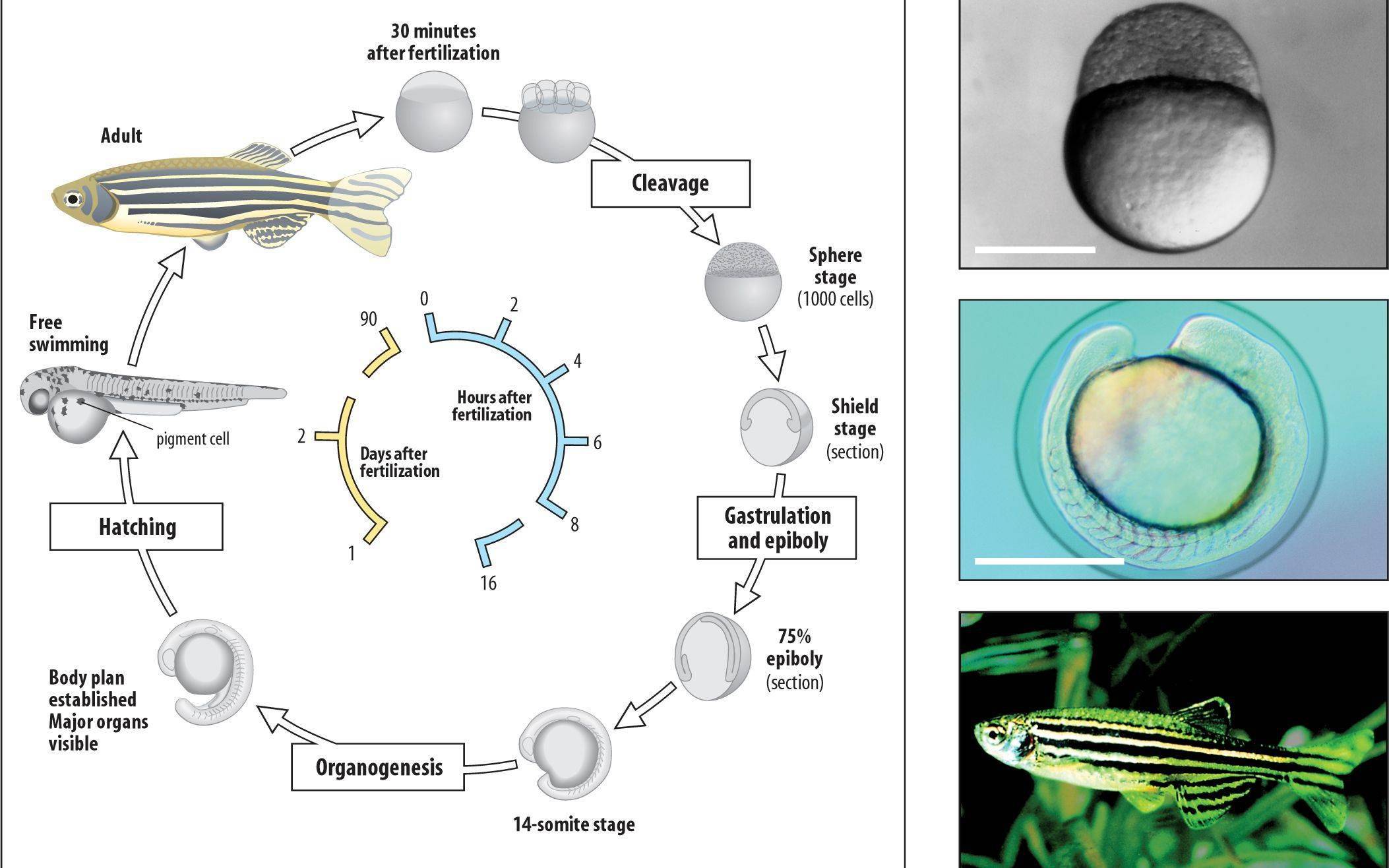 评价|无限极解锁新技术：“水中小白鼠”斑马鱼将用于筛选保健品