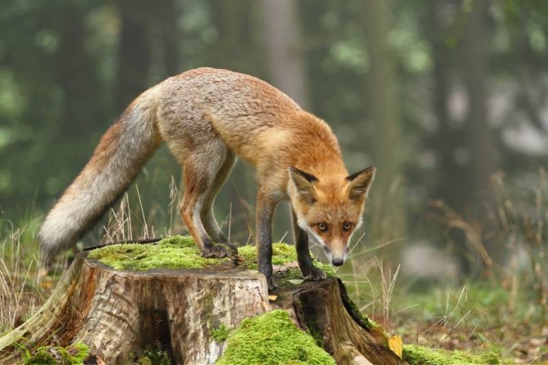 狐狸4万年前就爱吃人类剩饭!研究:古代狐狸与人饮食关系亲密
