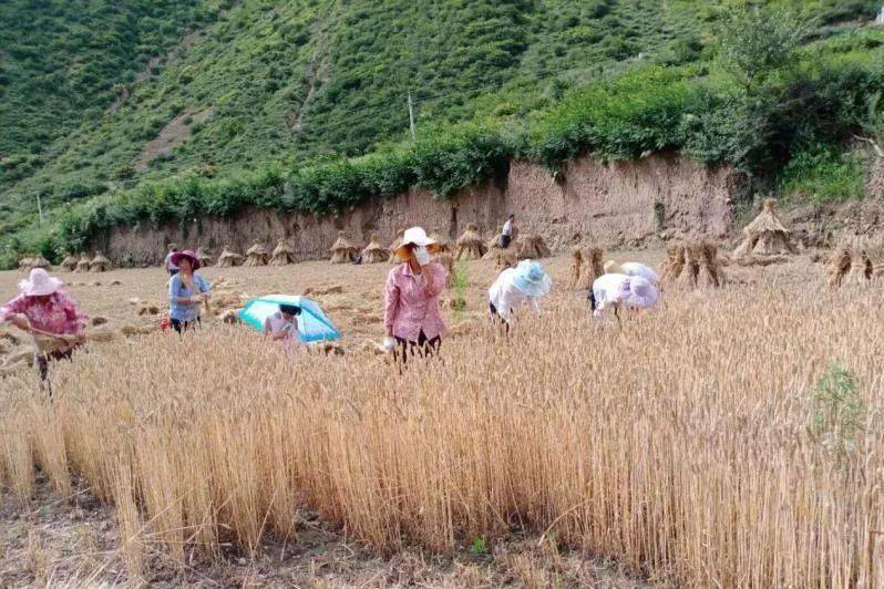 喀左人均耕地_牛耕地图片(2)