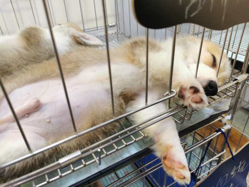 行业|来深圳感受宠萌魅力！疫情后宠物行业或迎转折，小高潮爆发可期