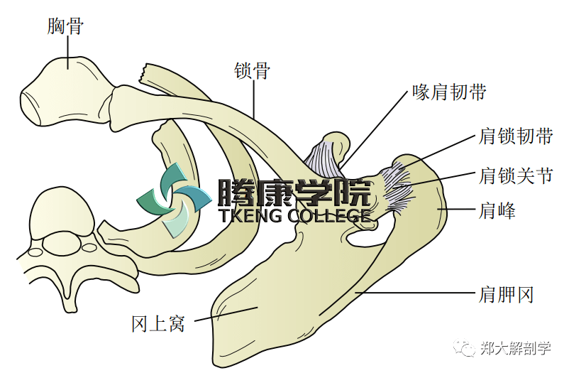 疼痛解剖学肩锁关节