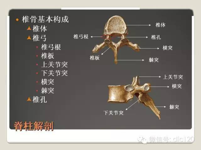 脊柱解剖基础与阅片