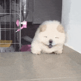 汪星人表情包第19期 | 