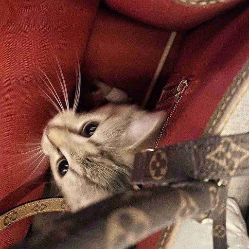 崩溃|欧阳娜娜被频繁网暴，不堪重负在节目崩溃大哭！才20岁的她到底做错了什么？