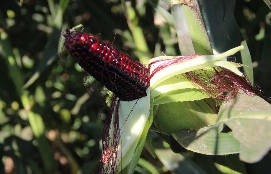 黑珍珠|营养健胃，全家老少都爱吃！玉米界的黑珍珠！香甜软糯