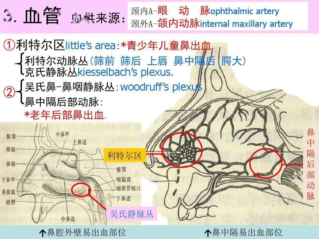 鼻的影像解剖