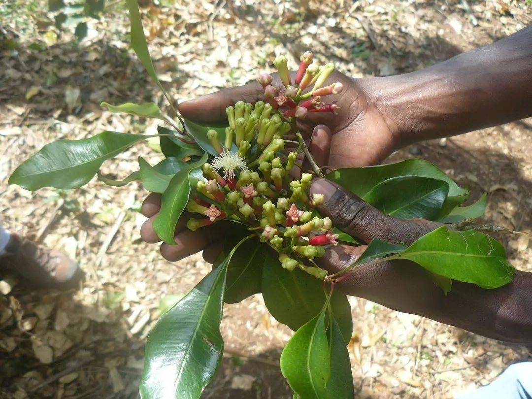 阿曼|原产亚洲的丁香，为何会取代黑奴成为东非小岛的支柱？