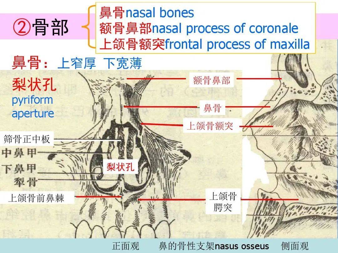 鼻的影像解剖