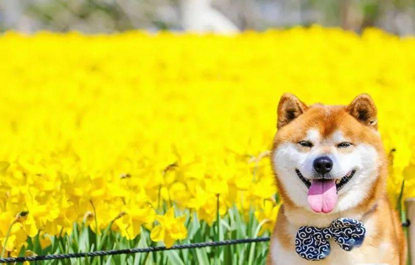 100张网红日本柴犬の美照,治愈了无数人!愿山河无恙,岁月无殇!