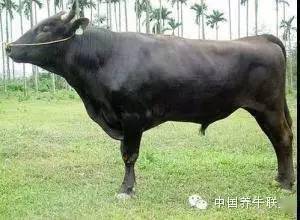 草料|养牛必看：最好的喂牛的饲料推荐！