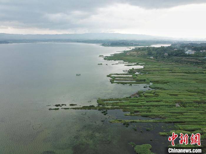 候鸟|“治污还水”：贵州最大淡水湖草海化身“候鸟天堂”