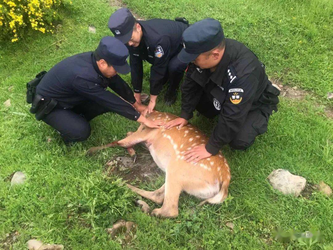 碌曲县玛艾镇派出所民警救助一受伤国家一级保护动物梅花鹿