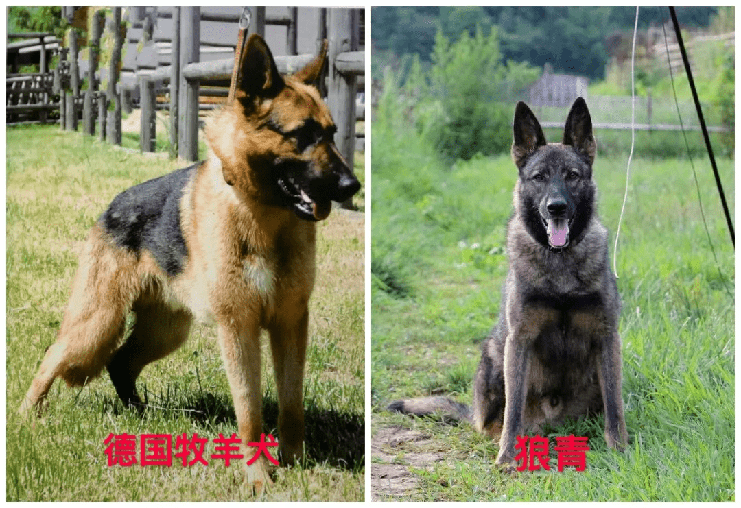 部分禁养烈性犬种类图片