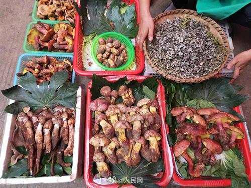 中毒事件|云南2020年野生菌中毒事件273起