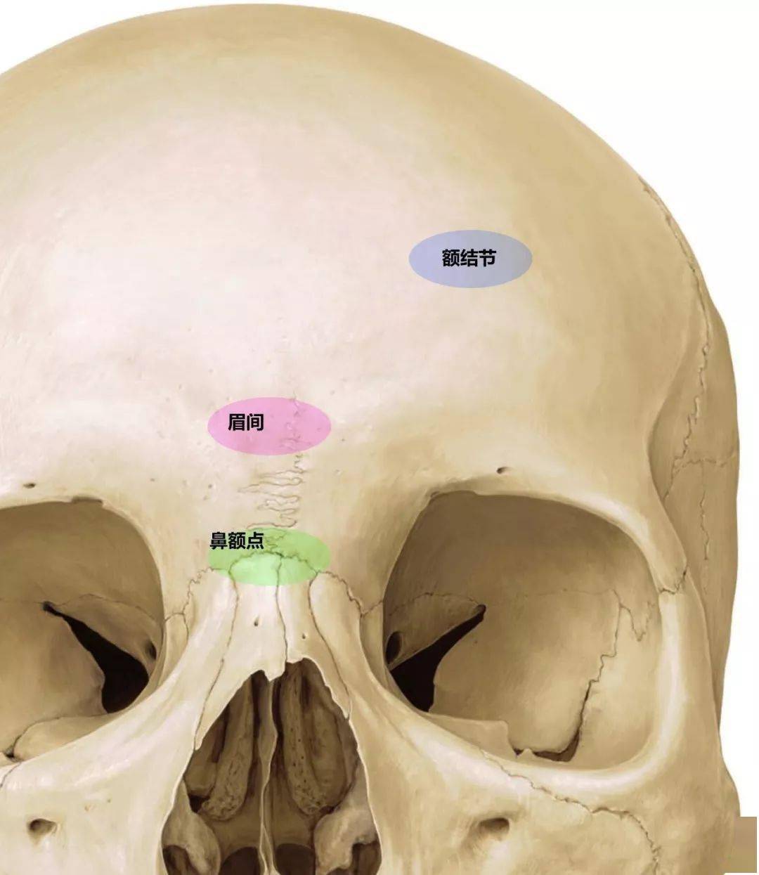 影像解剖超全详解丨一文读懂颅骨解剖-美图分享