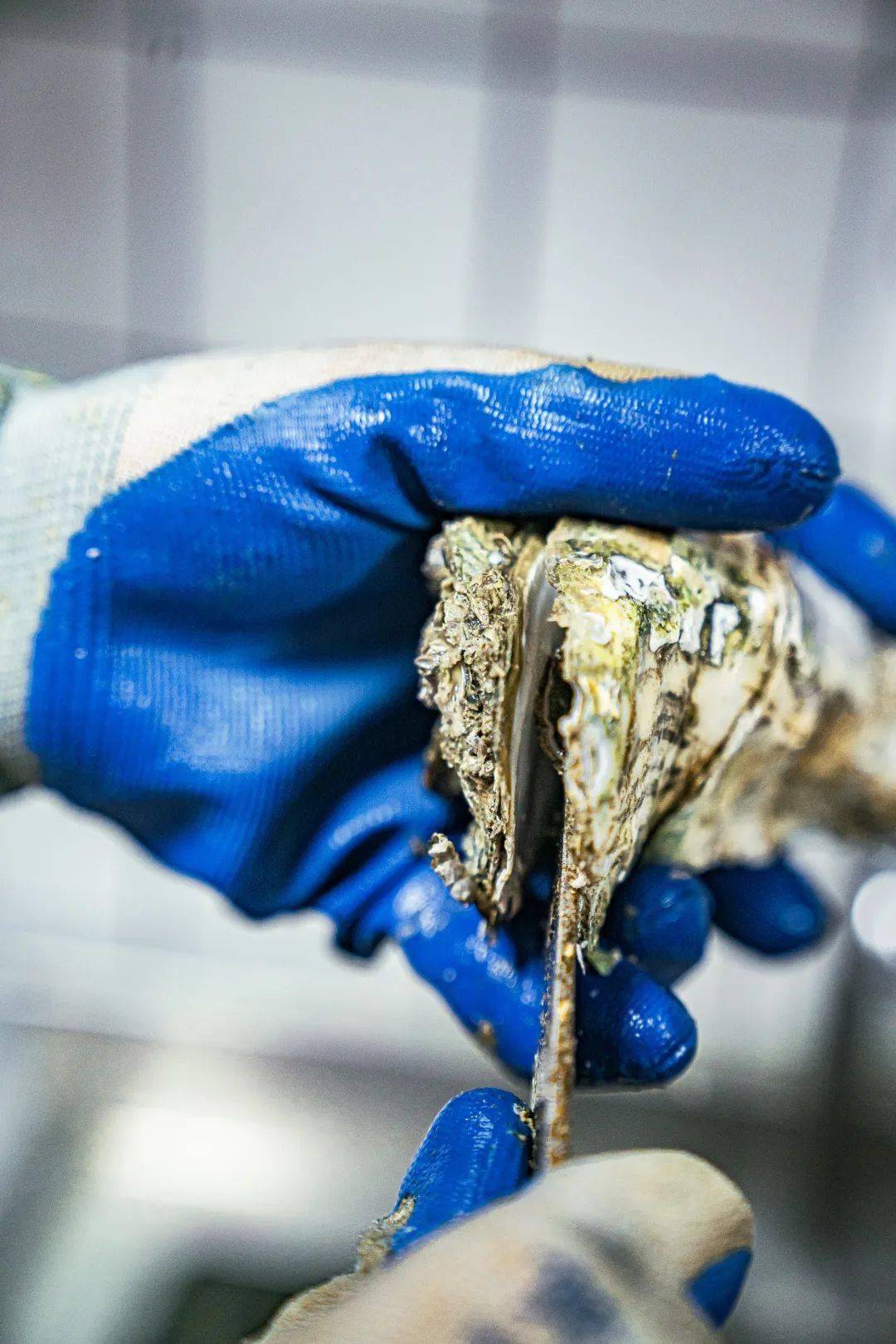 武汉|烧烤工坊、全球精酿超市、鲜酿工厂一次all in!木屋烧烤华中旗舰店空降武汉