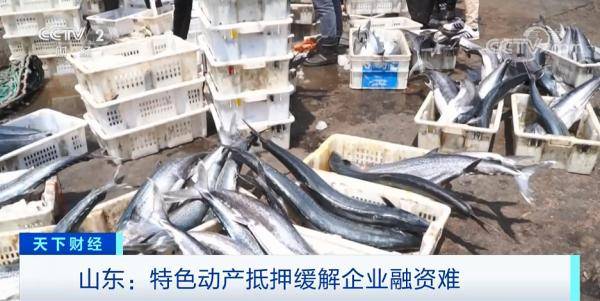 动产|抵押海产品贷款，真的做到了！动产抵押，了解一下？这里已有11家企业获7000万资金活水！