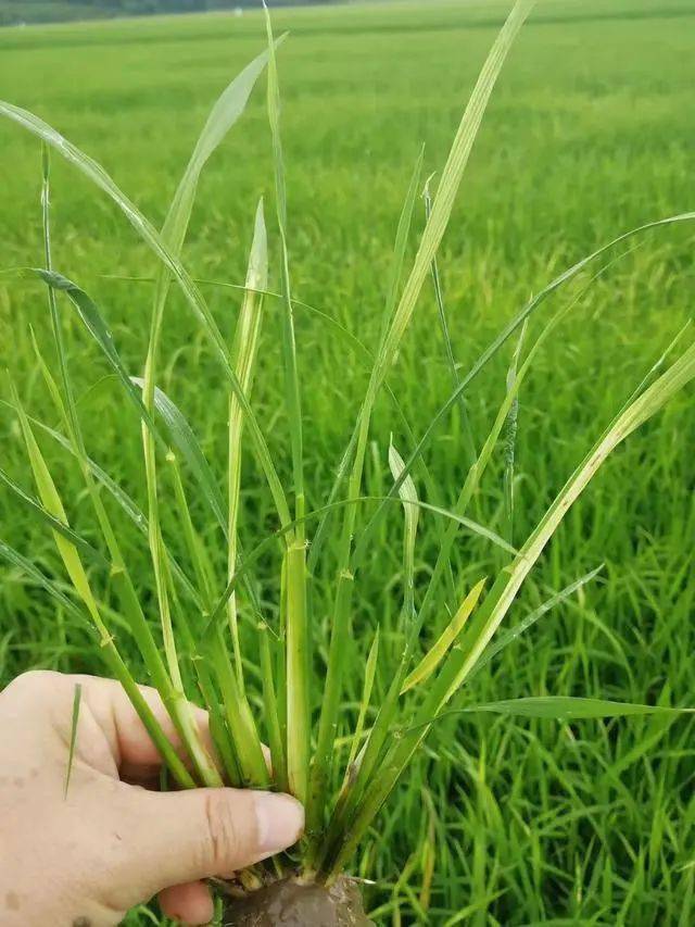 水稻田除草越来越难稗草千金子抗性越来愈大如何是好