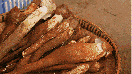 一家人|不敢相信！已有12人身亡！吃青头菌也中毒？