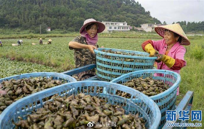 菱角镇菱角村有多少人口_菱角是多少度