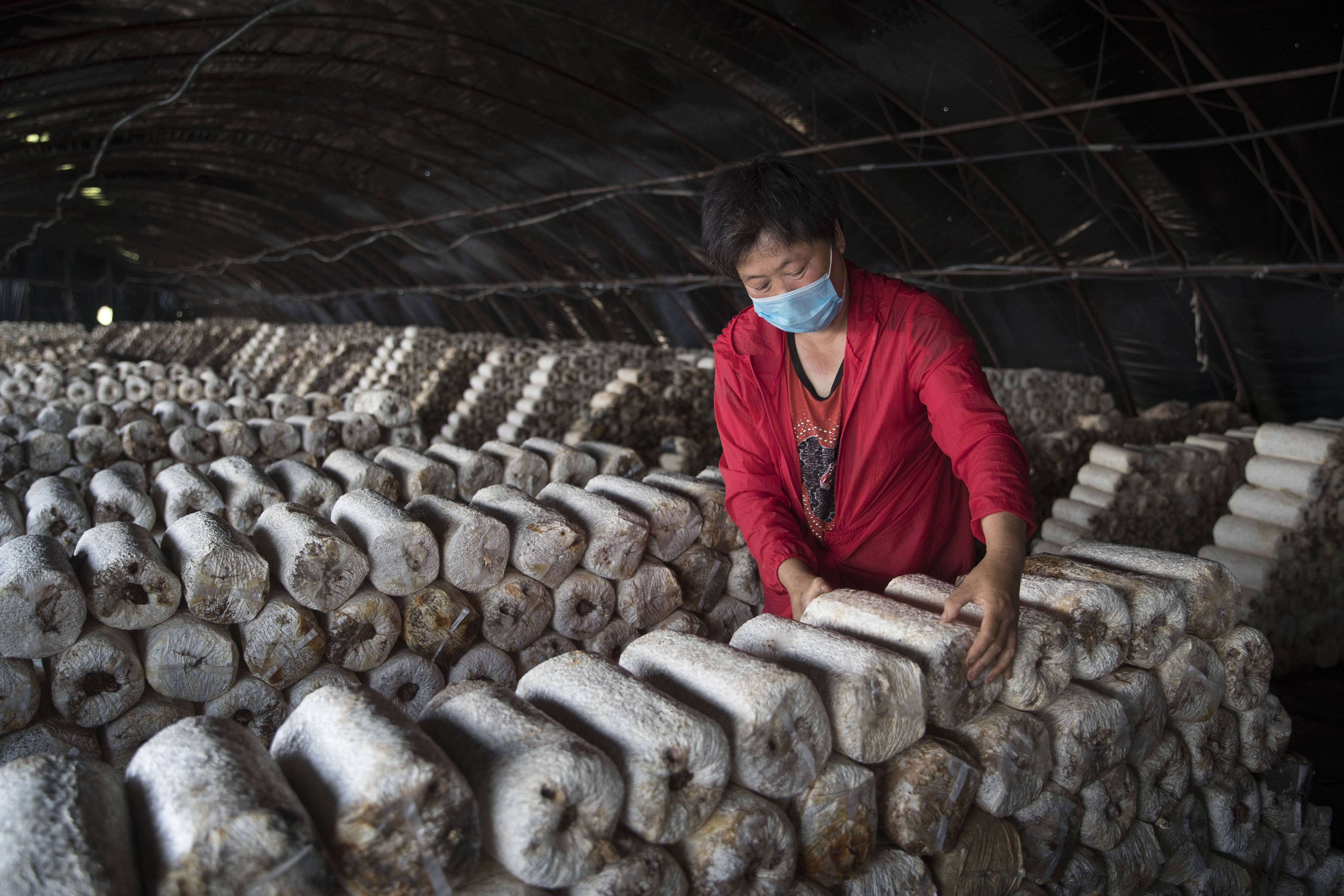 黑龙江林甸:食用菌产业助农增收