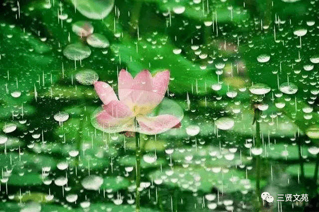 三贤文苑王天佐夏天的雨