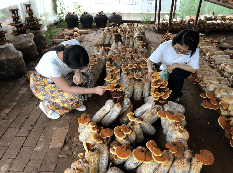 菌草灵芝遍山野知识产权巧致富