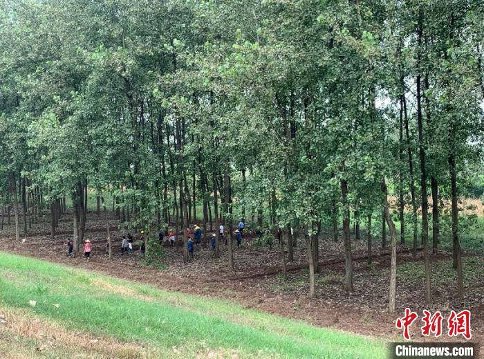 长江|湖北防汛形势总体向好 继续加强巡堤查险