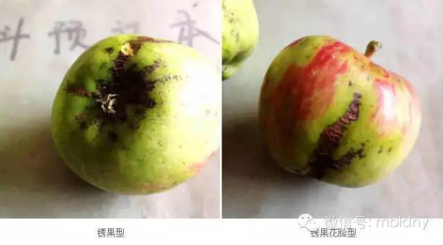 连续阴雨,苹果病害频发,24种病害图谱详解!太实用了