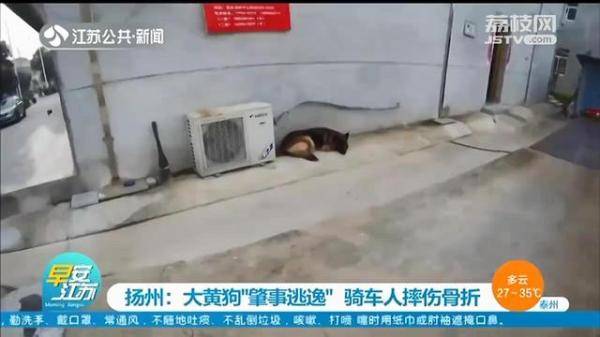 监控|大黄狗撞上电动车“肇事逃逸”，民警反复看监控找到狗主人
