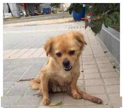 狗舔伤口会得狂犬病吗 bec51eac18604df8a5e79a9fe7fea25e.jpeg