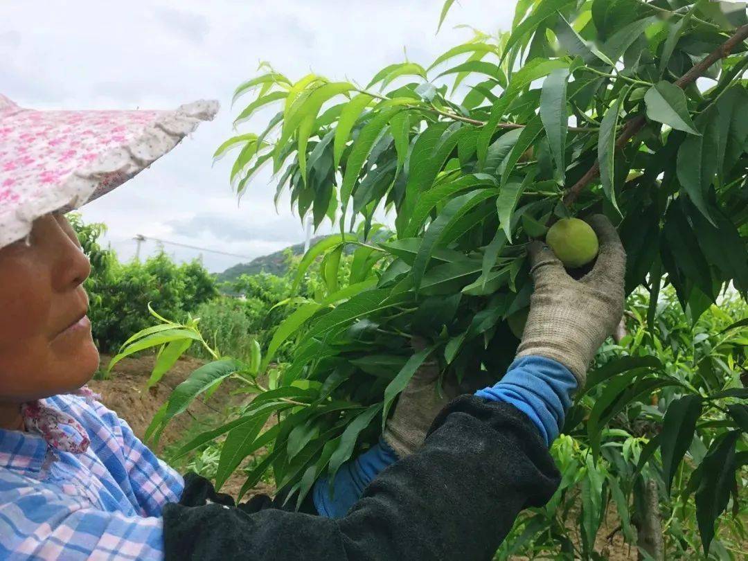 阳山|甜如蜜露，柔软多汁，只卖7天今日福利 | 晚熟的阳山“湖景蜜露”水蜜桃