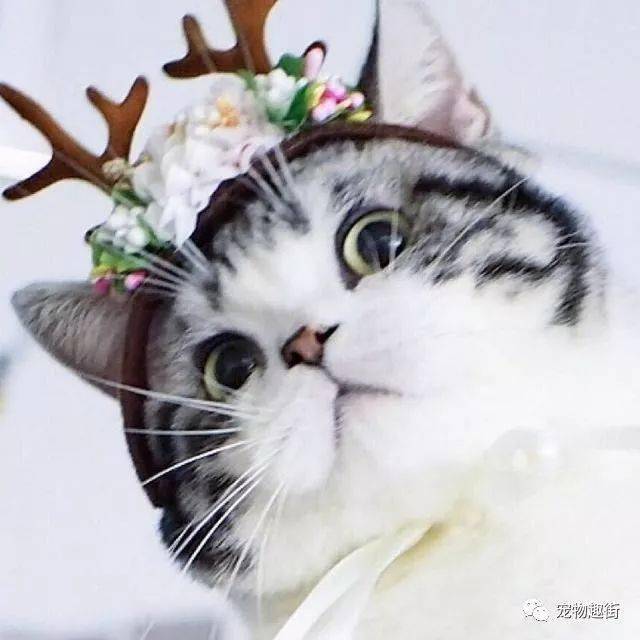 745f47d8f3a8458b913353ed907f7ac4.jpeg