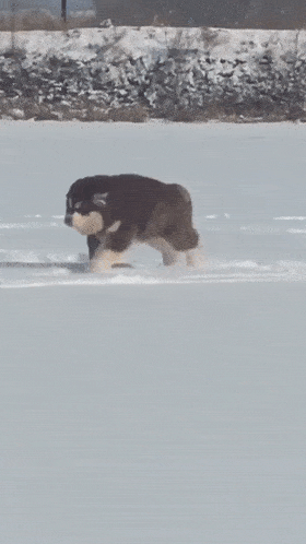 280_498 竖版 竖屏